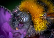 微距特写捕捉到一只大黄蜂在一朵鲜艳的花朵上采集花蜜