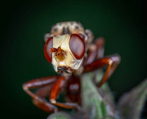 Braunes Und Schwarzes Insekt In Der Makrofotografie