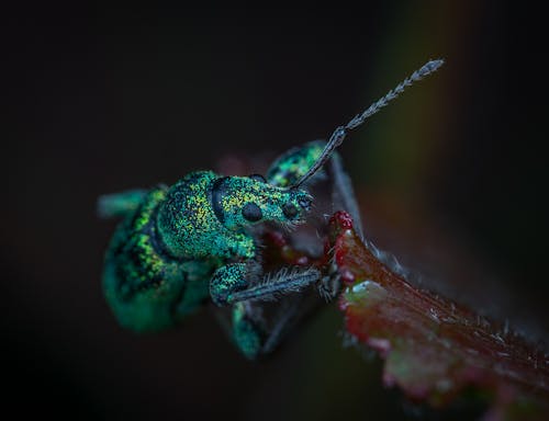 Free Green and Black Bug on Leaf Stock Photo