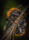 Black and Yellow Bee on Brown Stick