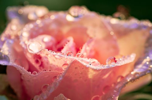 Free Beautiful close-up of a pink rose covered in morning dew droplets, in natural lighting. Stock Photo