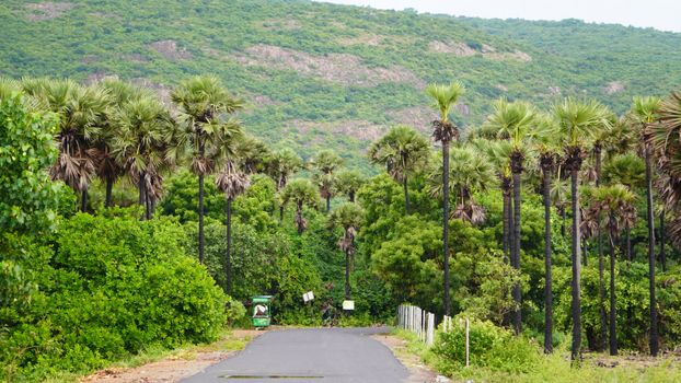 A picturesque road flanked by palm trees leading towards lush green hills under a clear sky.