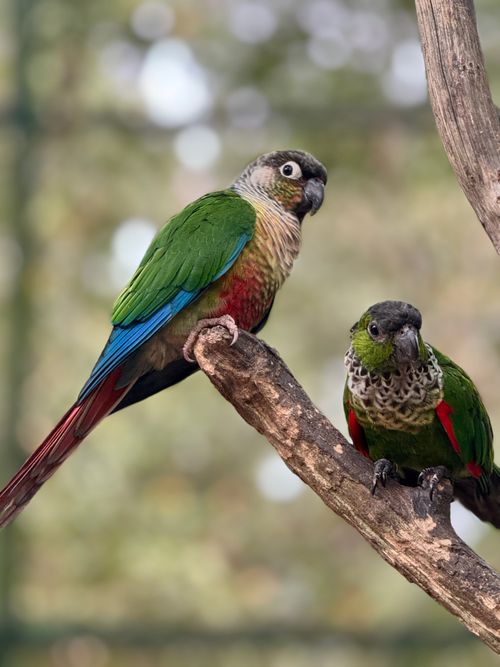 Free Two vibrant parakeets resting on a branch in a natural setting. Perfect for nature lovers. Stock Photo