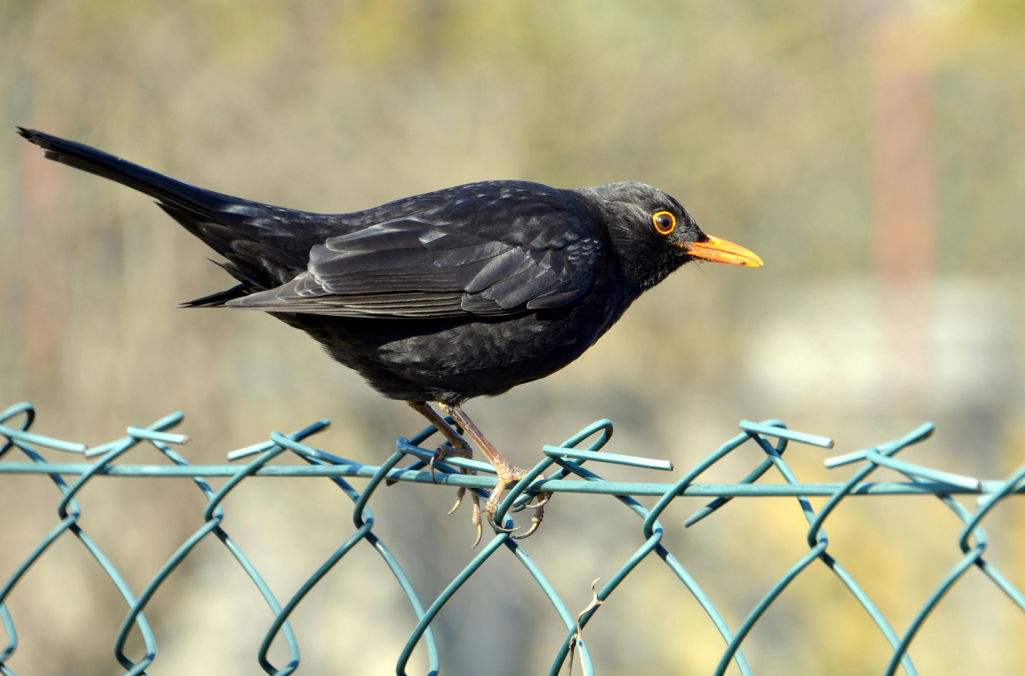 Gratis Burung jalak hitam bertengger di pagar, memamerkan bulu hitam mengkilap dan paruh oranye terang. Foto Stok