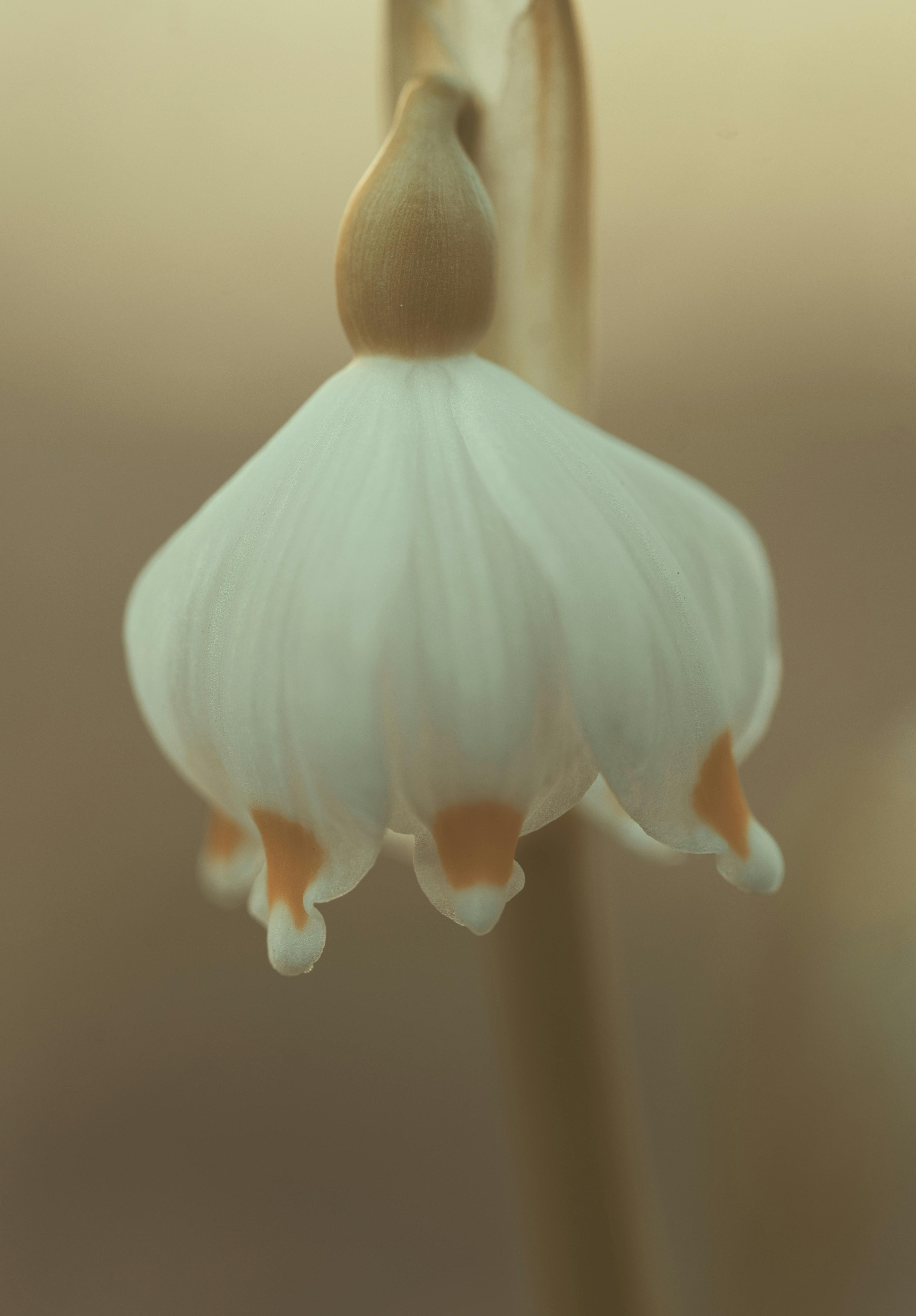 無料 春の花のテーマにぴったりな、柔らかな色合いの美しい雪の結晶の花のマクロ撮影。 写真素材