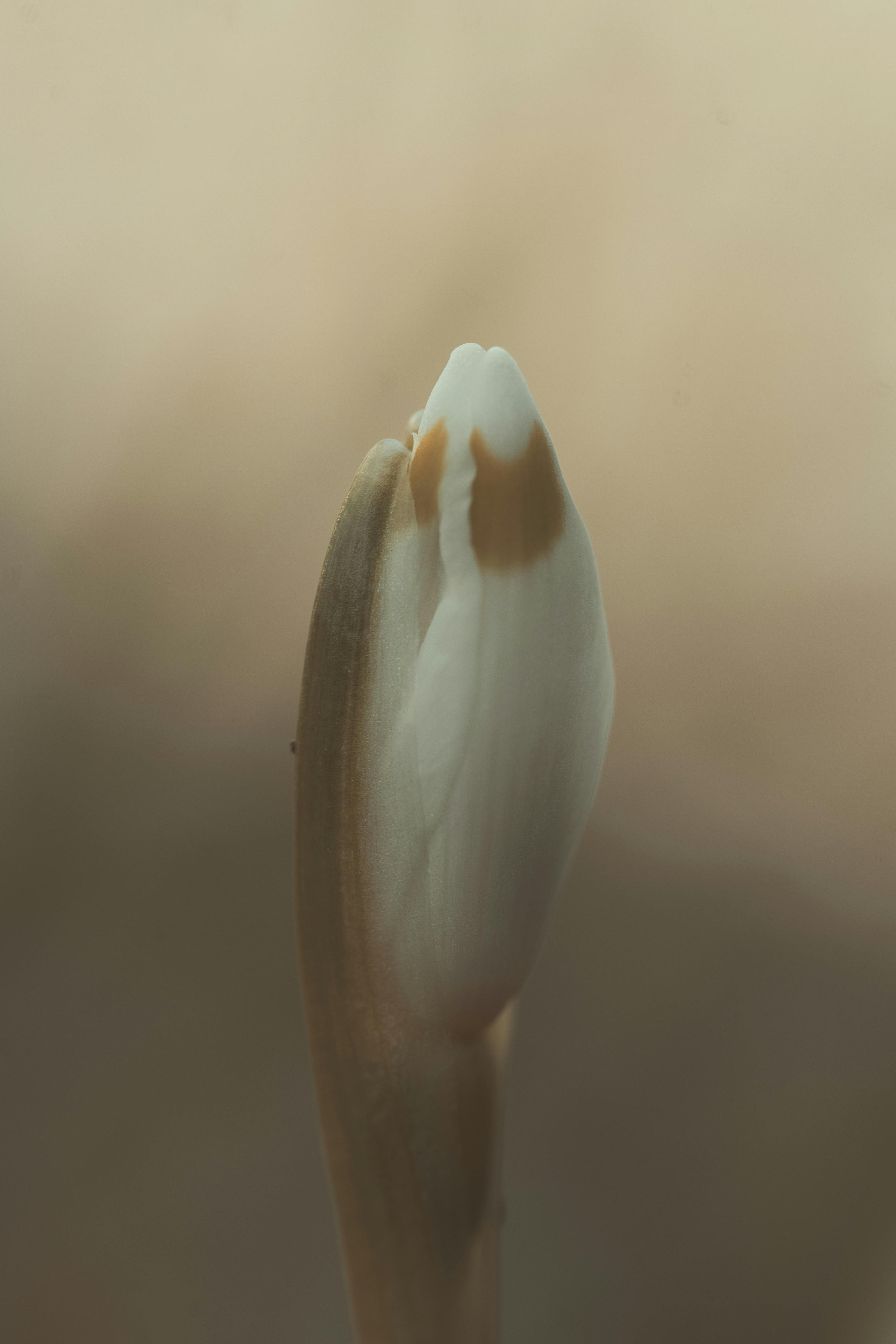 Kostnadsfria Makrobild av en snödroppeknopp som visar upp tidig vårblomning med en mjuk suddig bakgrund. Stock foto