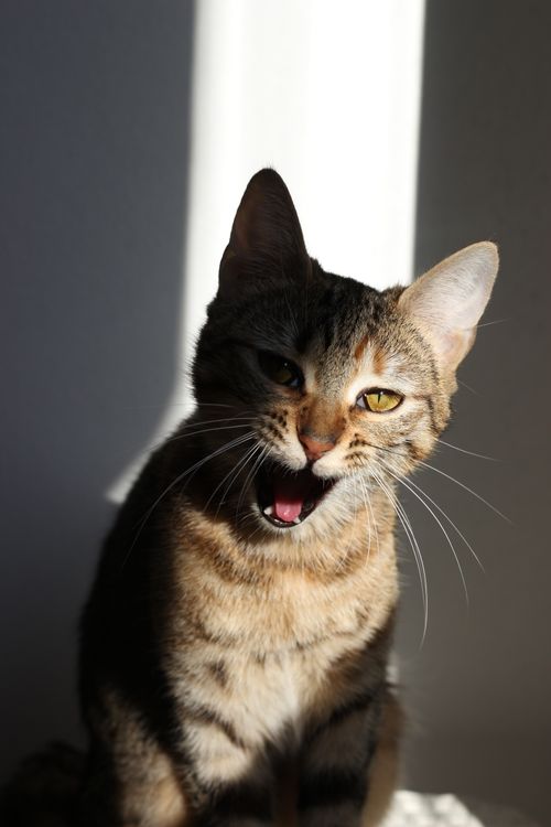 Free Close-up of a playful tabby cat with mouth open, basking in bright sunlight indoors. Stock Photo