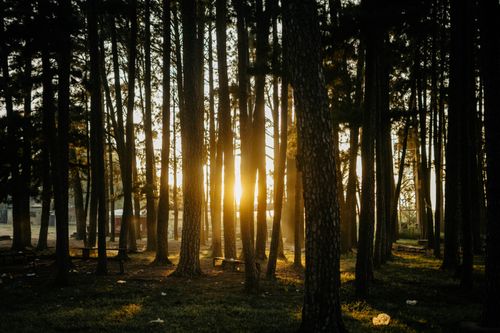 Free Sunrise filtering through tall pine trees in a tranquil forest setting, ideal for nature themes. Stock Photo