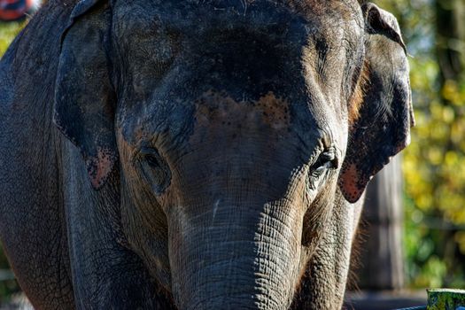 Detailed portrait of an Asian elephant with textured skin in outdoor setting.