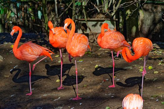 flamingo photo