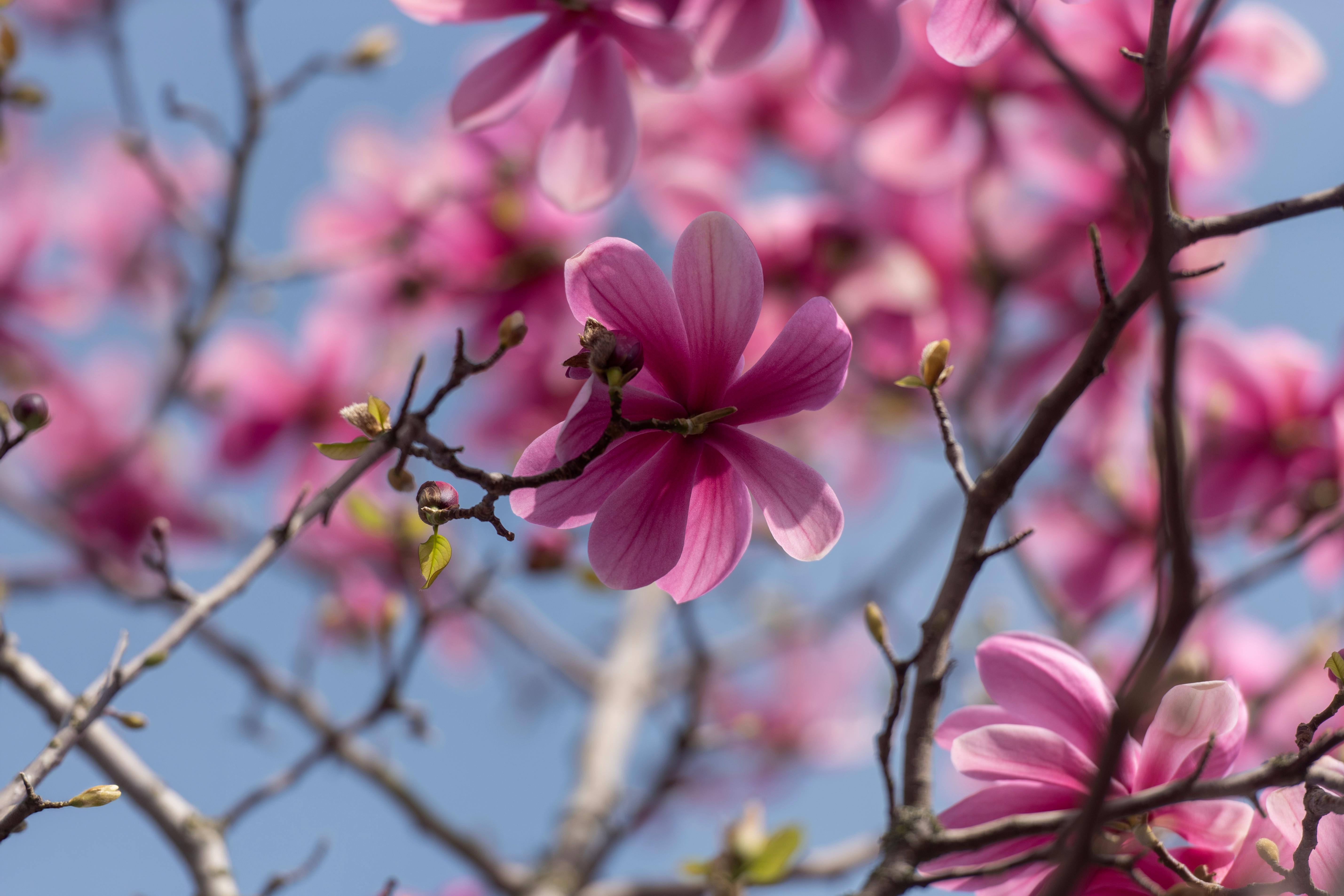 Magnolia’s AAA Hobbies To Close 2026 (Second Half). Iconic Hobby- Craft Emporium — Photo by Jan van der Wolf on Pexels