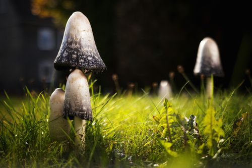 Free Glistening shaggy ink cap mushrooms in a lush meadow, capturing the essence of autumn in Germany. Stock Photo
