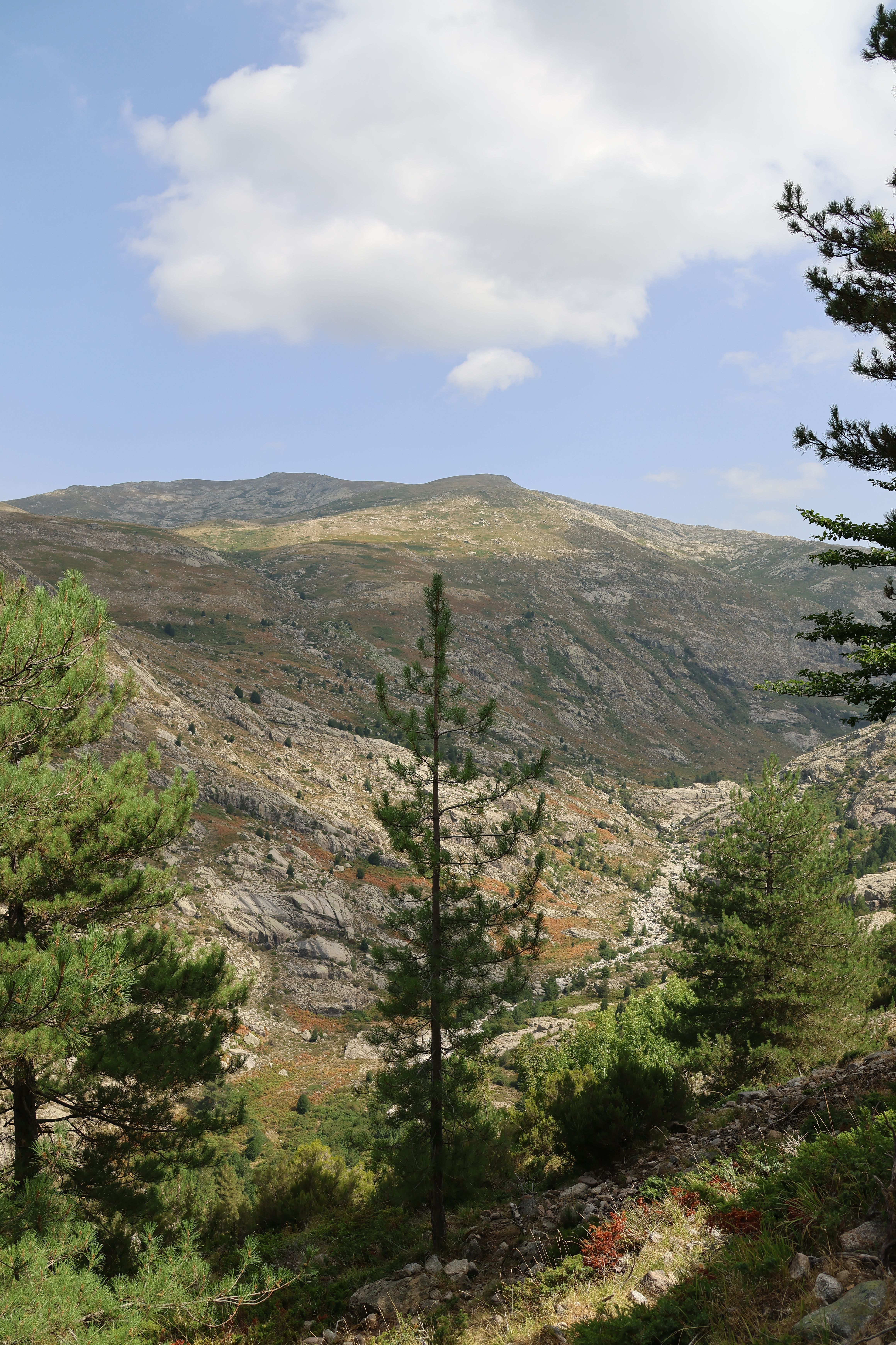 Mountain landscape with pine trees and cloudy sky · Free Stock Photo