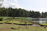 Serene Lakeside View with Pine Forest