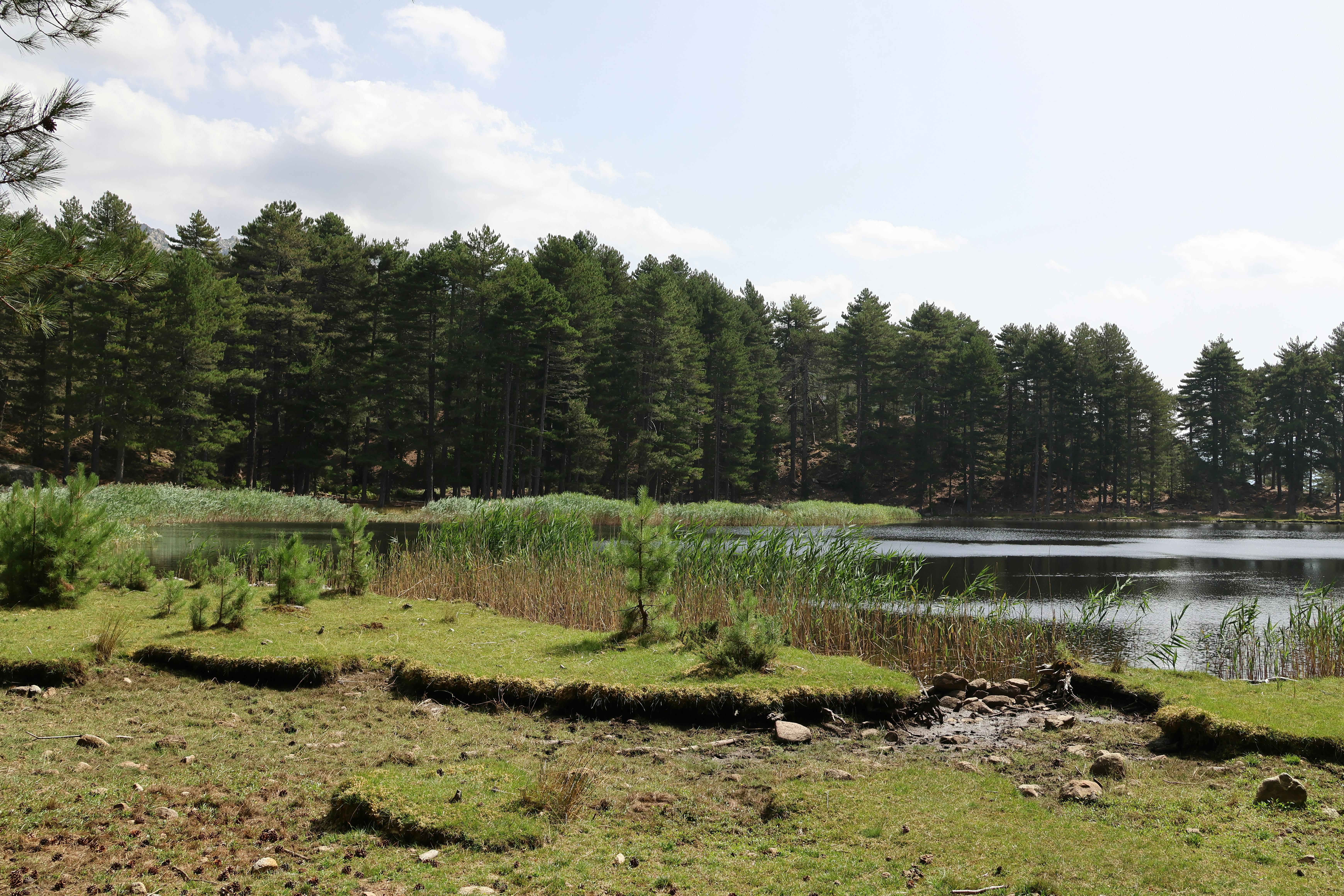 Serene Lakeside View with Pine Forest