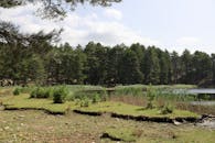 Tranquil Forest Lake with Pine Trees