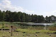 Scenic Lake View Surrounded by Pine Trees