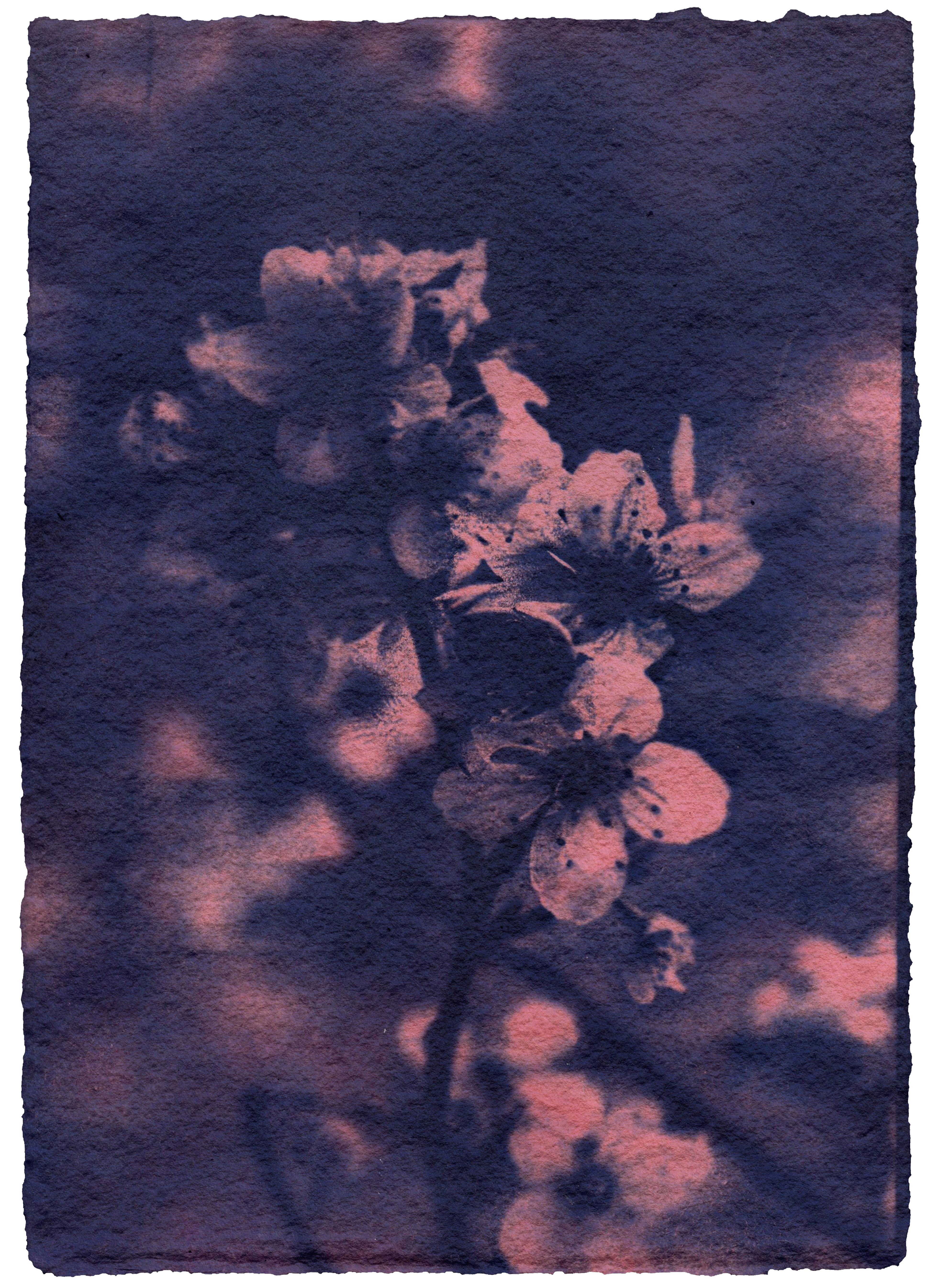 Artistic cyanotype of blossoming flowers with a moody and textured finish.