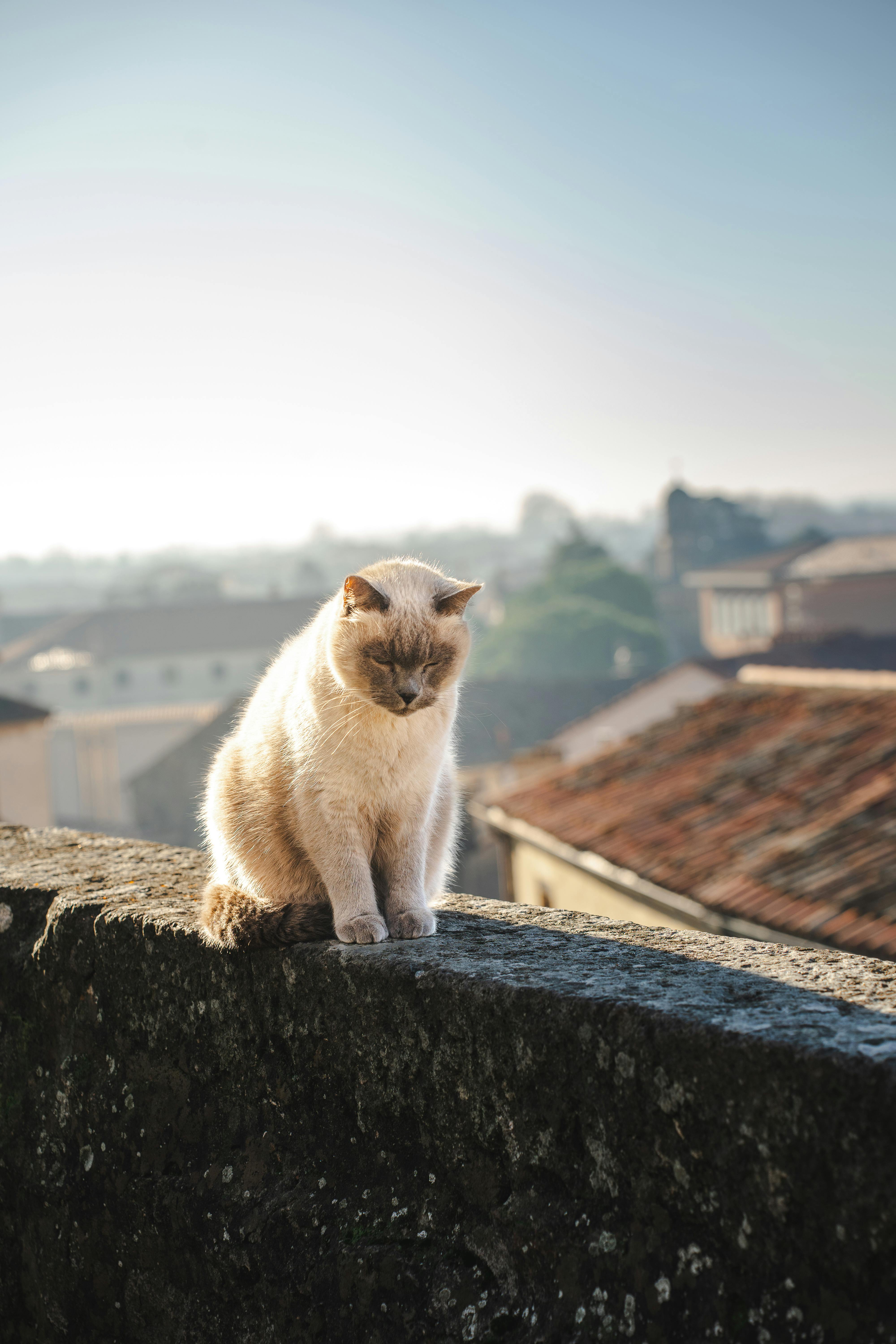 Gratis Immagine gratuita di affascinante, amico felino, animale Foto a disposizione