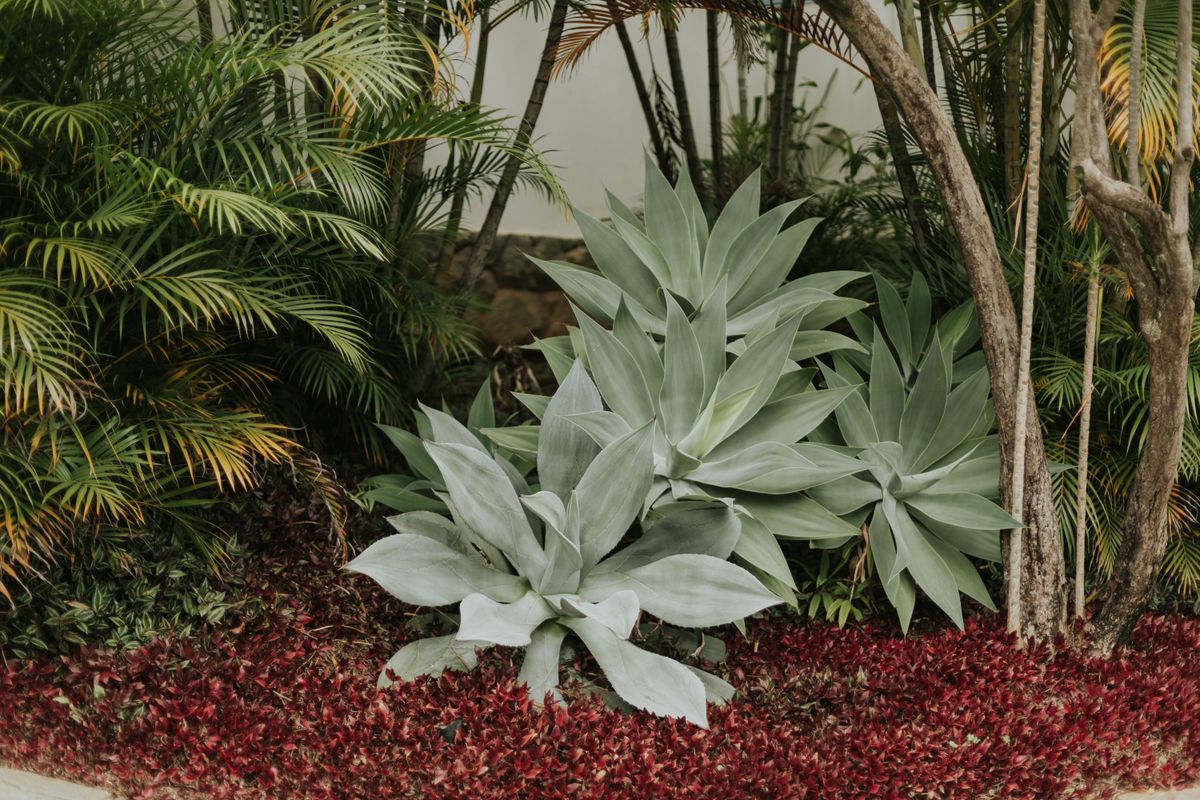 Agave intr-o gradina tropicala
