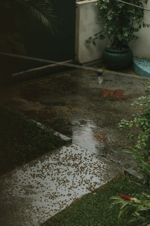 Free A serene garden pathway with rainwater reflections and lush greenery. Stock Photo