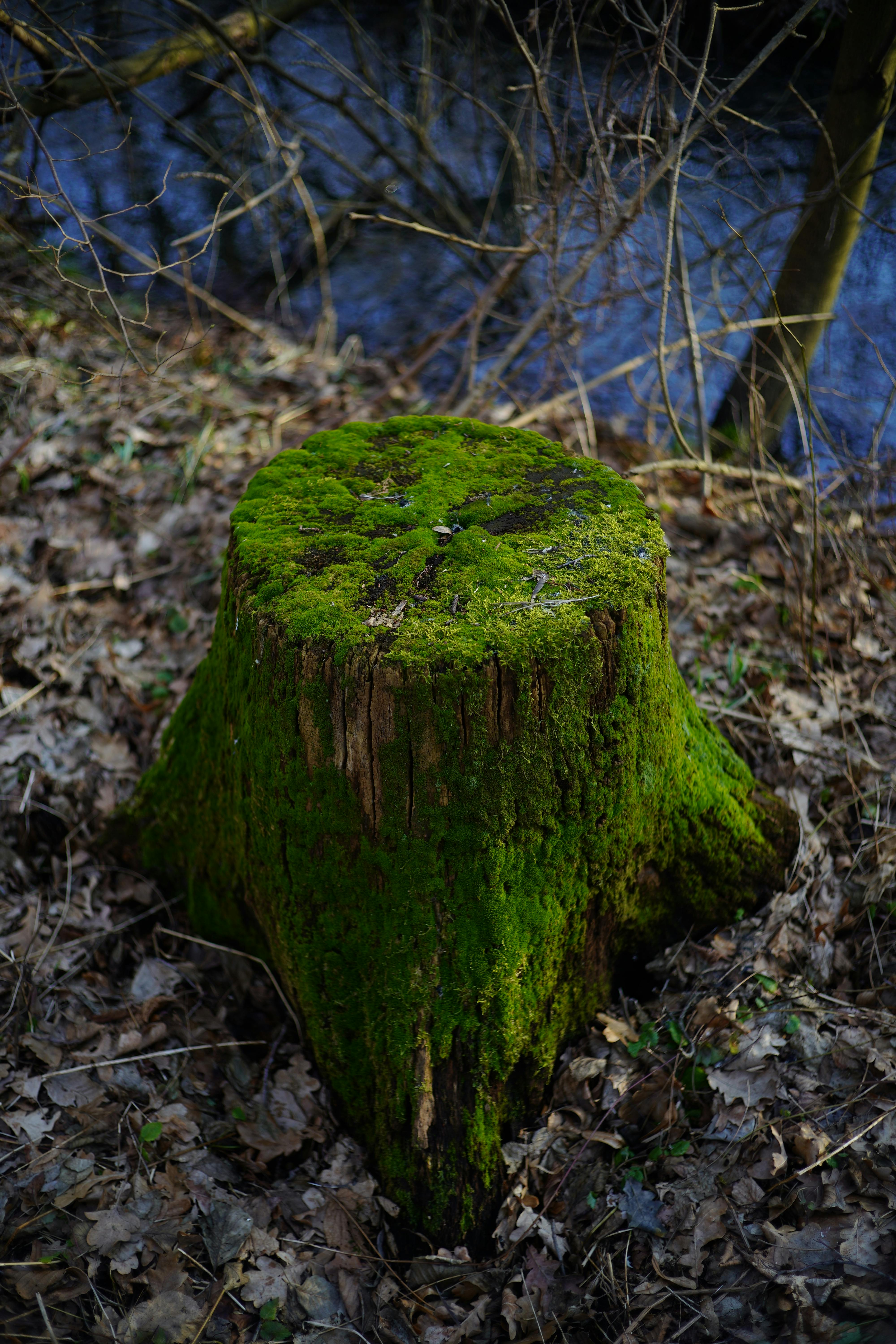бесплатная Яркий, покрытый мхом пень, окруженный опавшими листьями, в лесной местности под открытым небом. Стоковое фото
