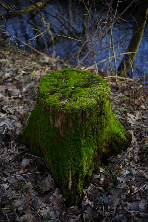 Free Vibrant moss-covered tree stump surrounded by fallen leaves in an outdoor forest setting. Stock Photo