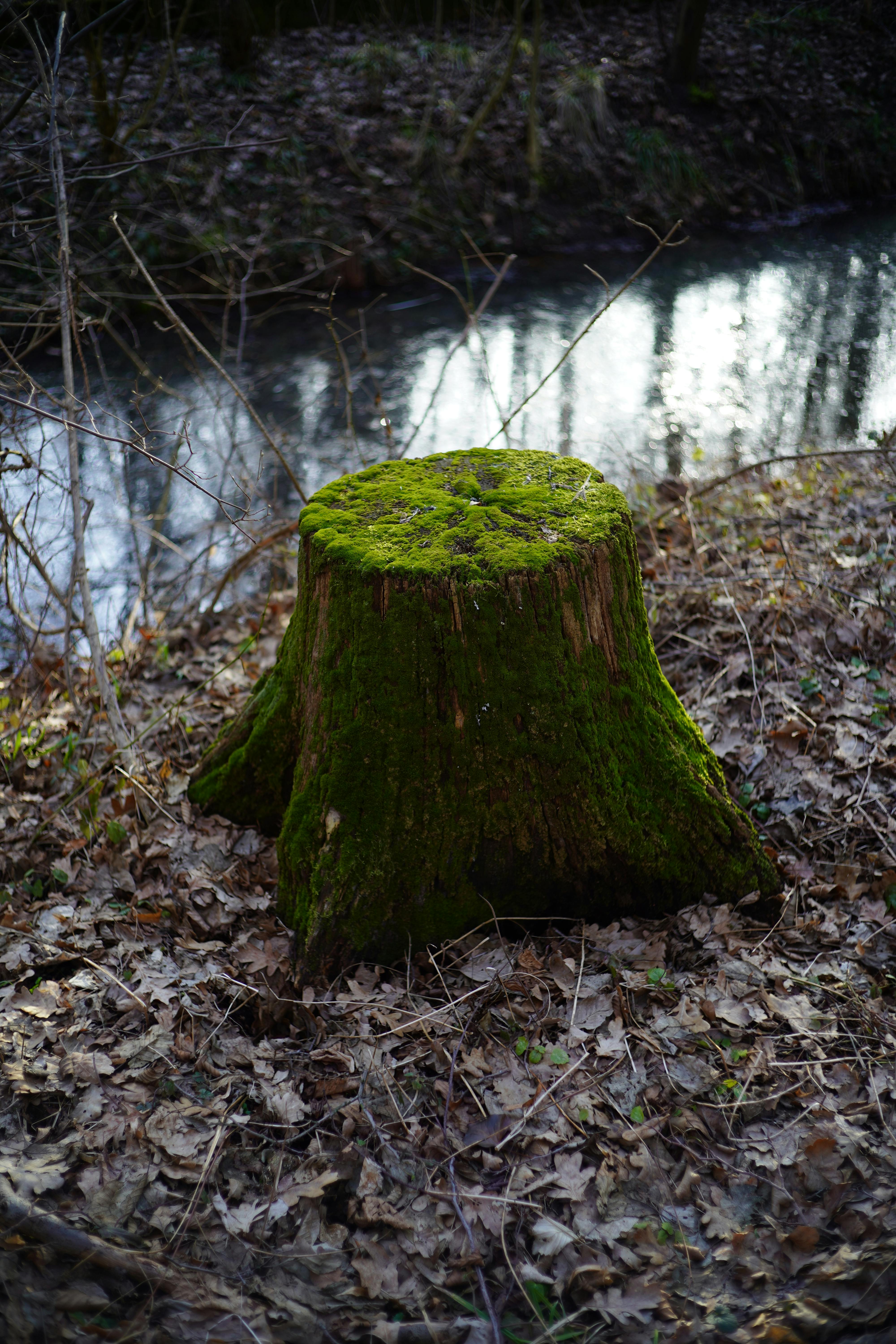 無料 早春の森の静かな小川のそばにある苔むした木の切り株。 写真素材