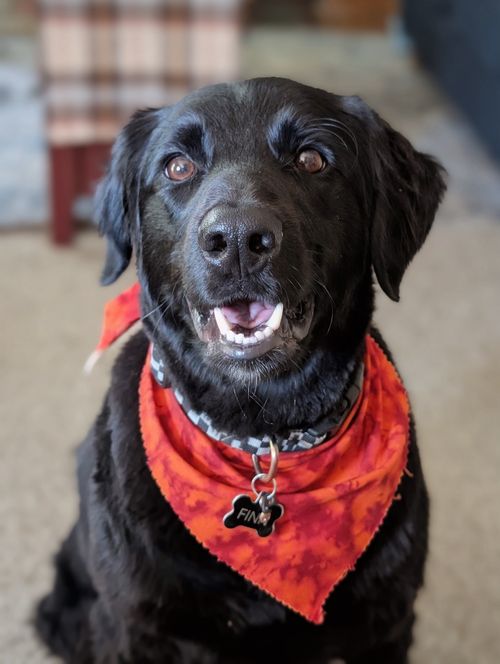 Free Adorable black dog wearing a red bandana with a happy expression indoors. Stock Photo