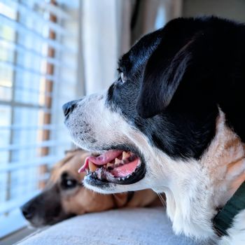 dog photo