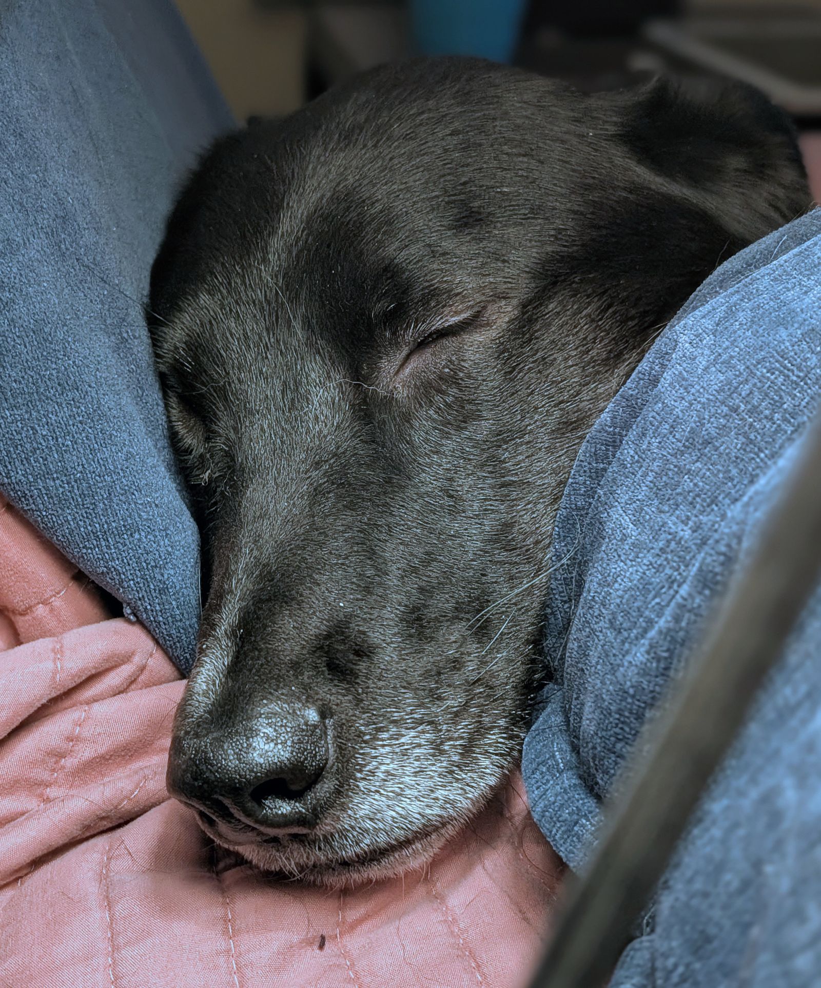 A black dog with a grey chin asleep between a blue blanket and a pink one