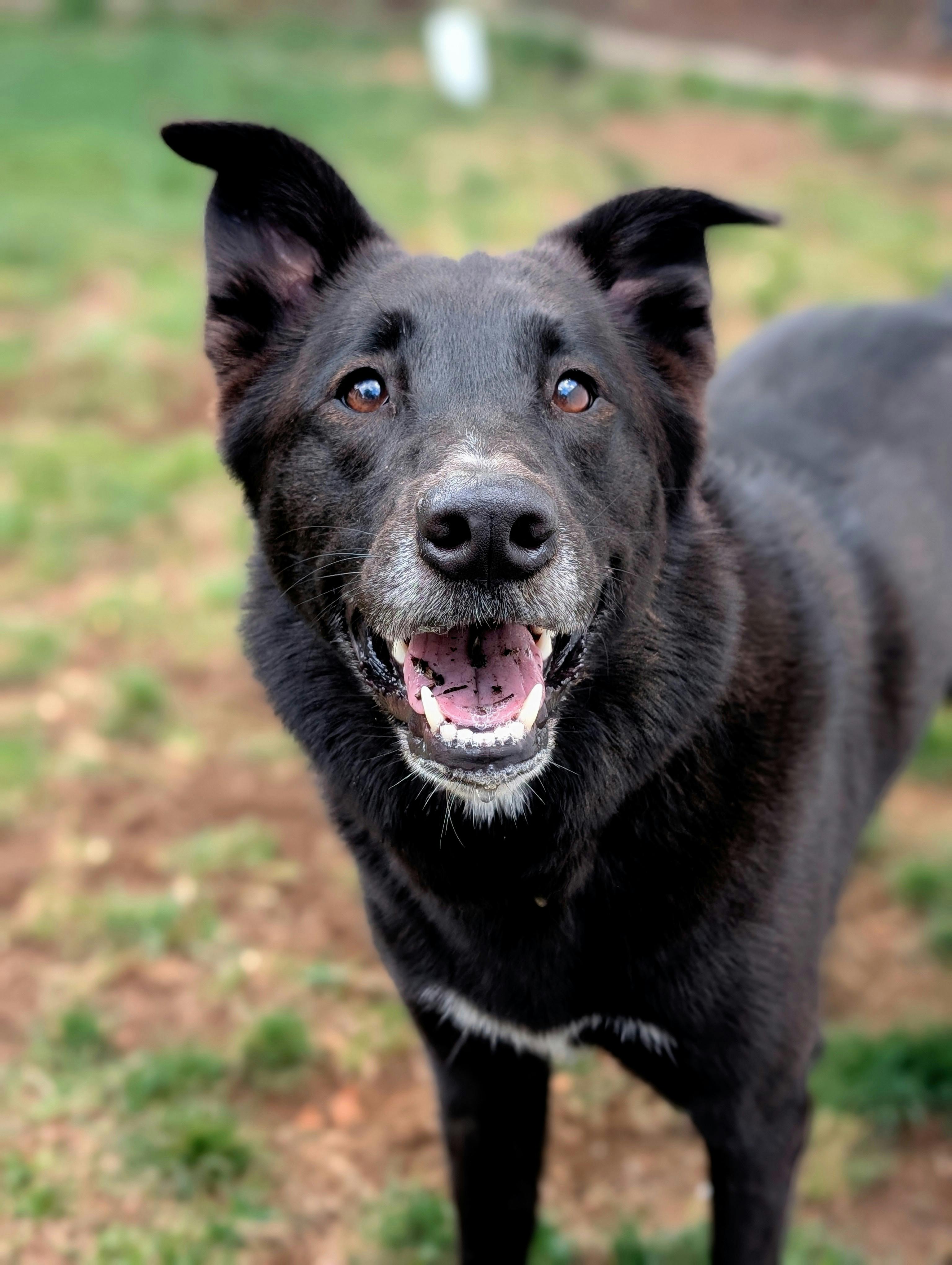 A joyful black dog in an outdoor environment, showcasing playful charm and endearing expression.