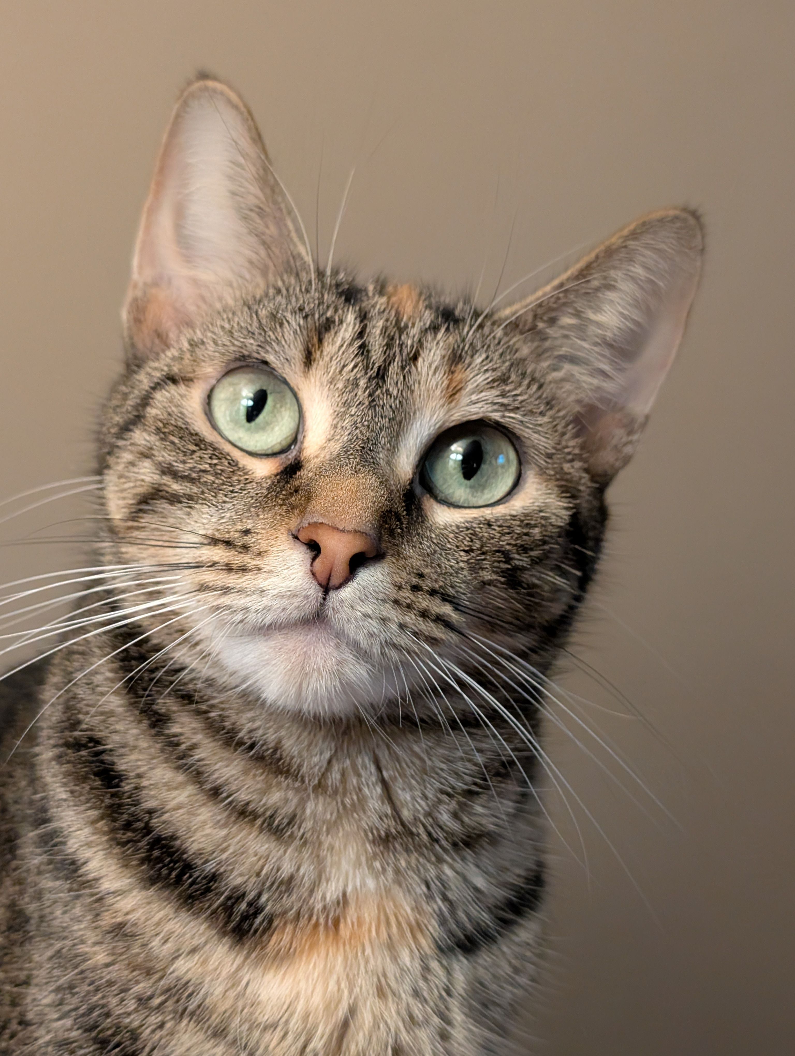 Close-Up Portrait of a Domestic Tabby Cat · Free Stock Photo
