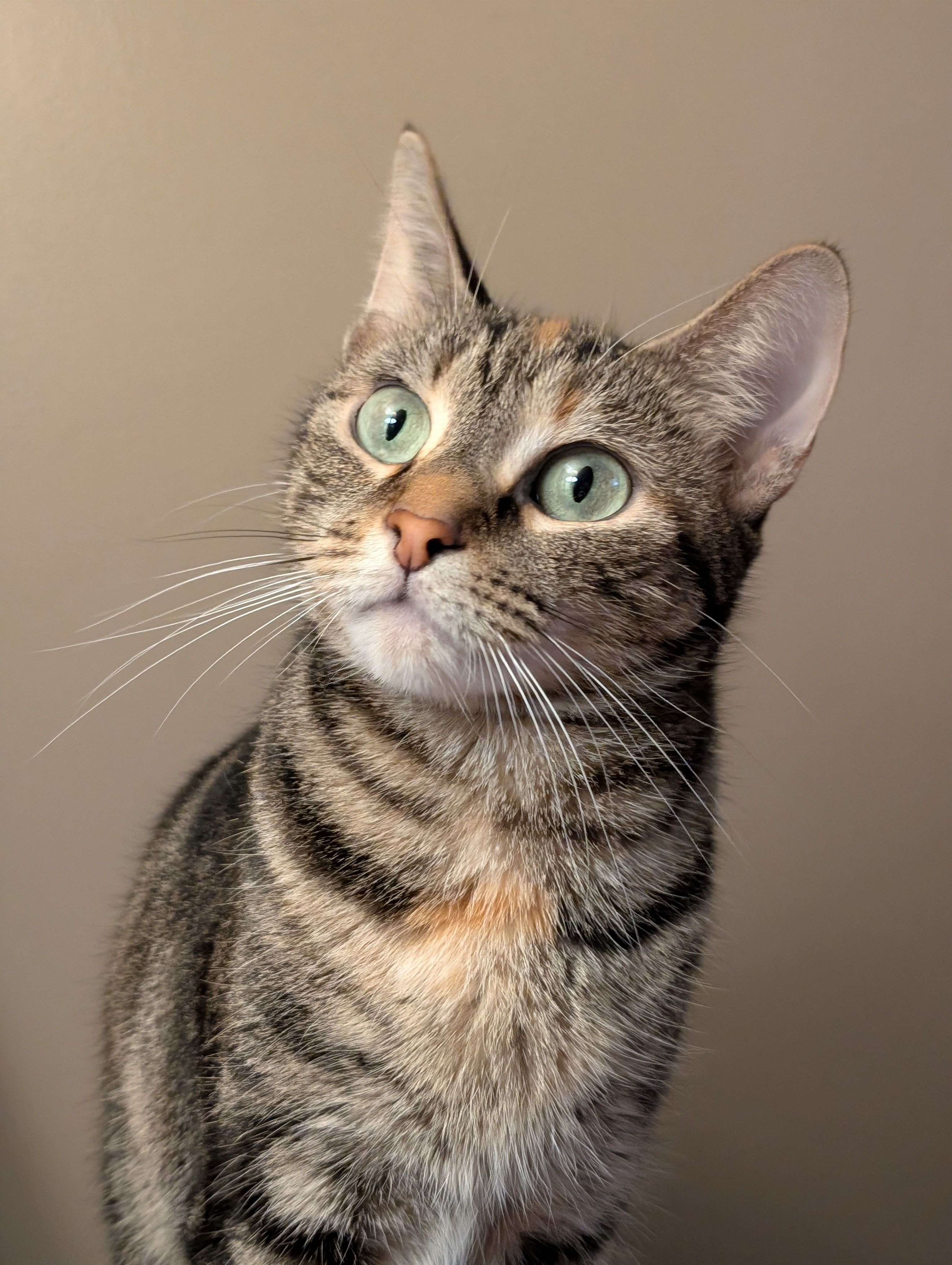 Close-up of a tabby cat looking curiously indoors, showcasing its striking eyes.