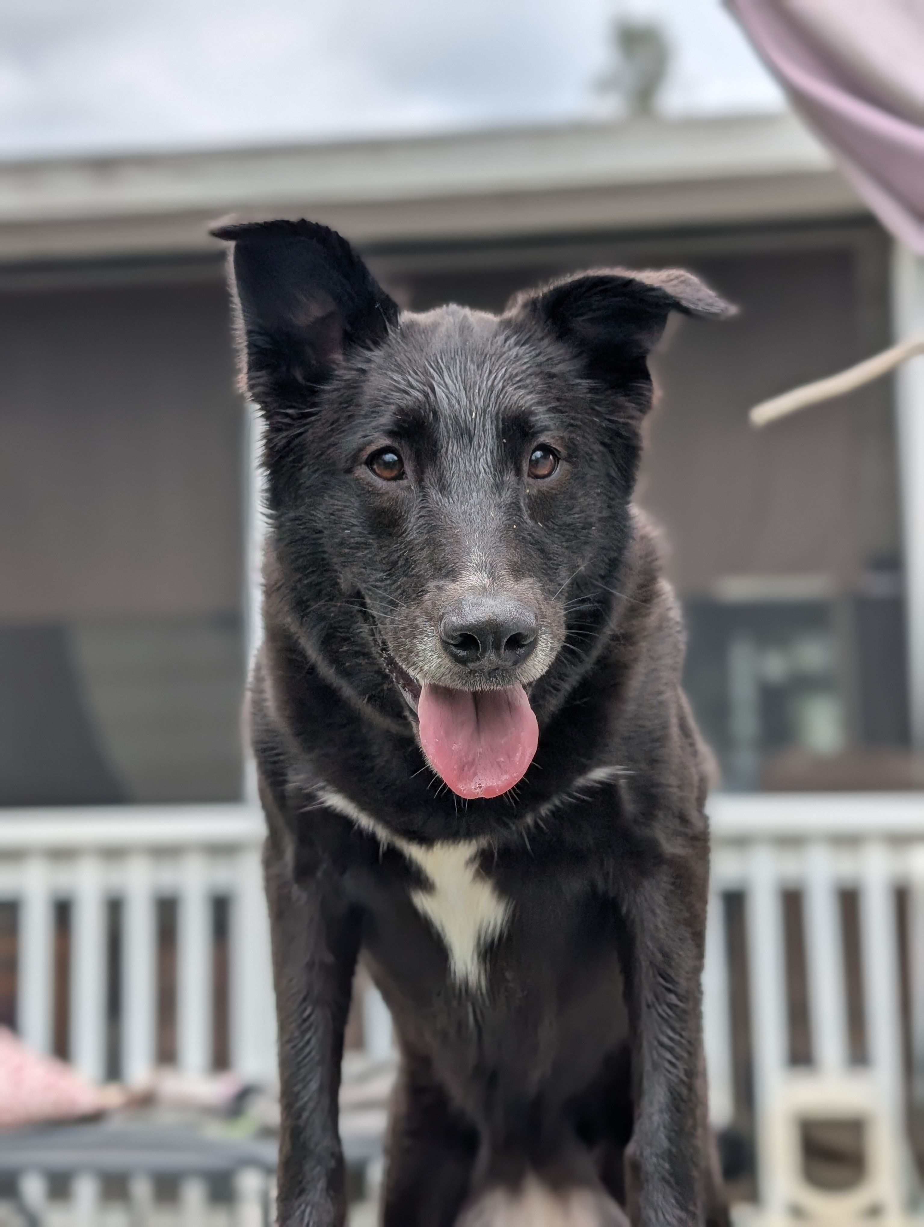 A cheerful black dog with tongue out on a porch, looking directly at the camera.