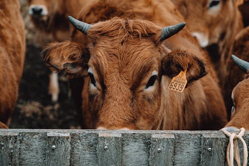 Brown Cows 