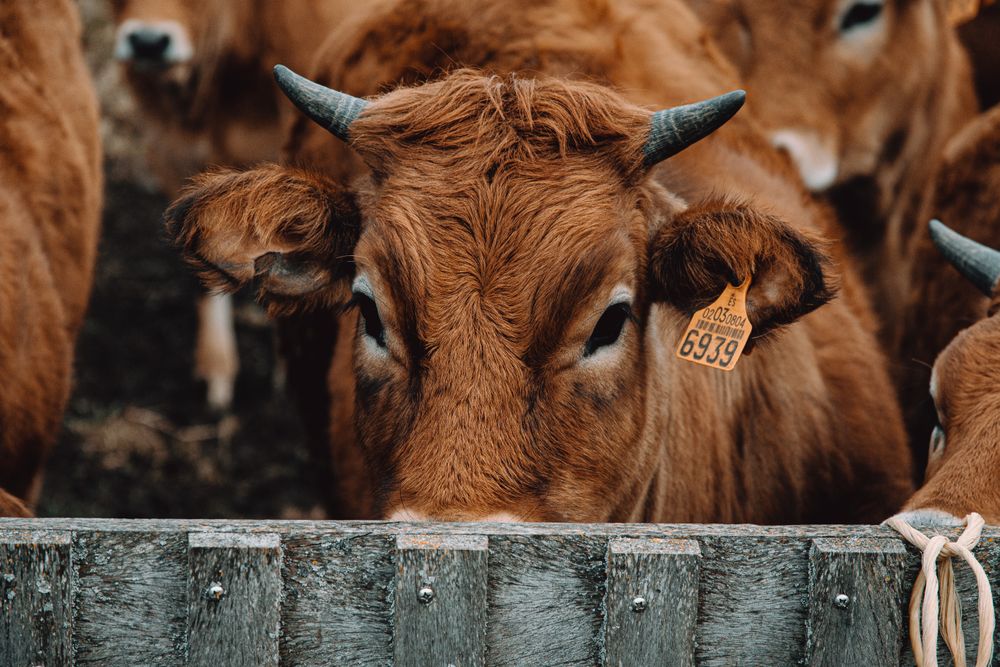 Healthy cattle raised at Chiniot Prime Livestock farm
