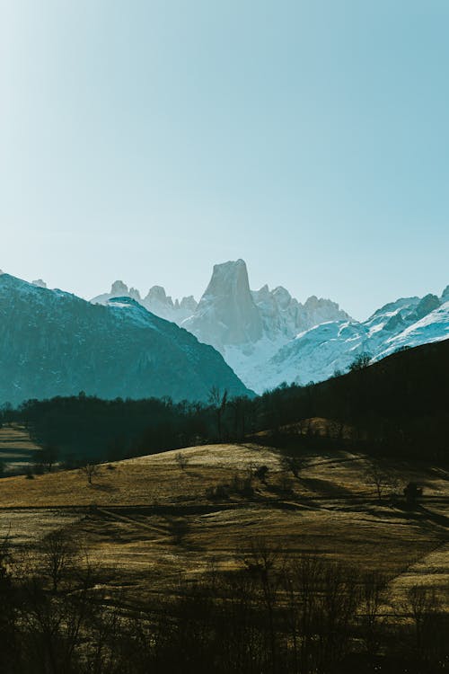 Green Trees Near Snow Covered Mountain