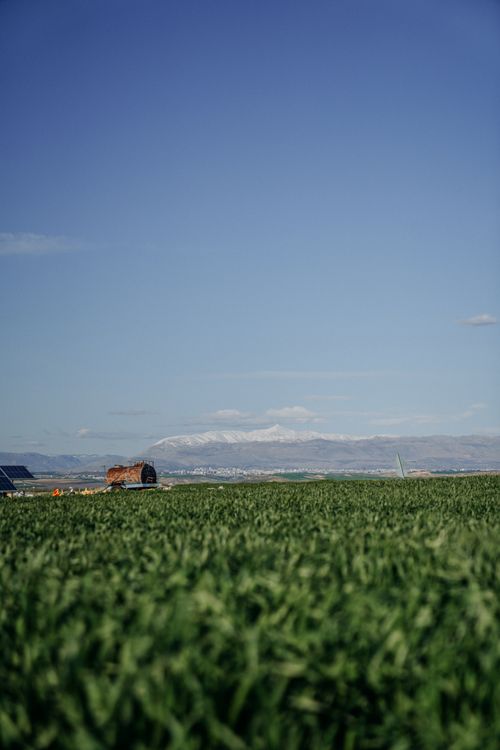 Free Lush green fields with snowcapped mountains in the background under a clear blue sky in Adıyaman, Turkey. Stock Photo