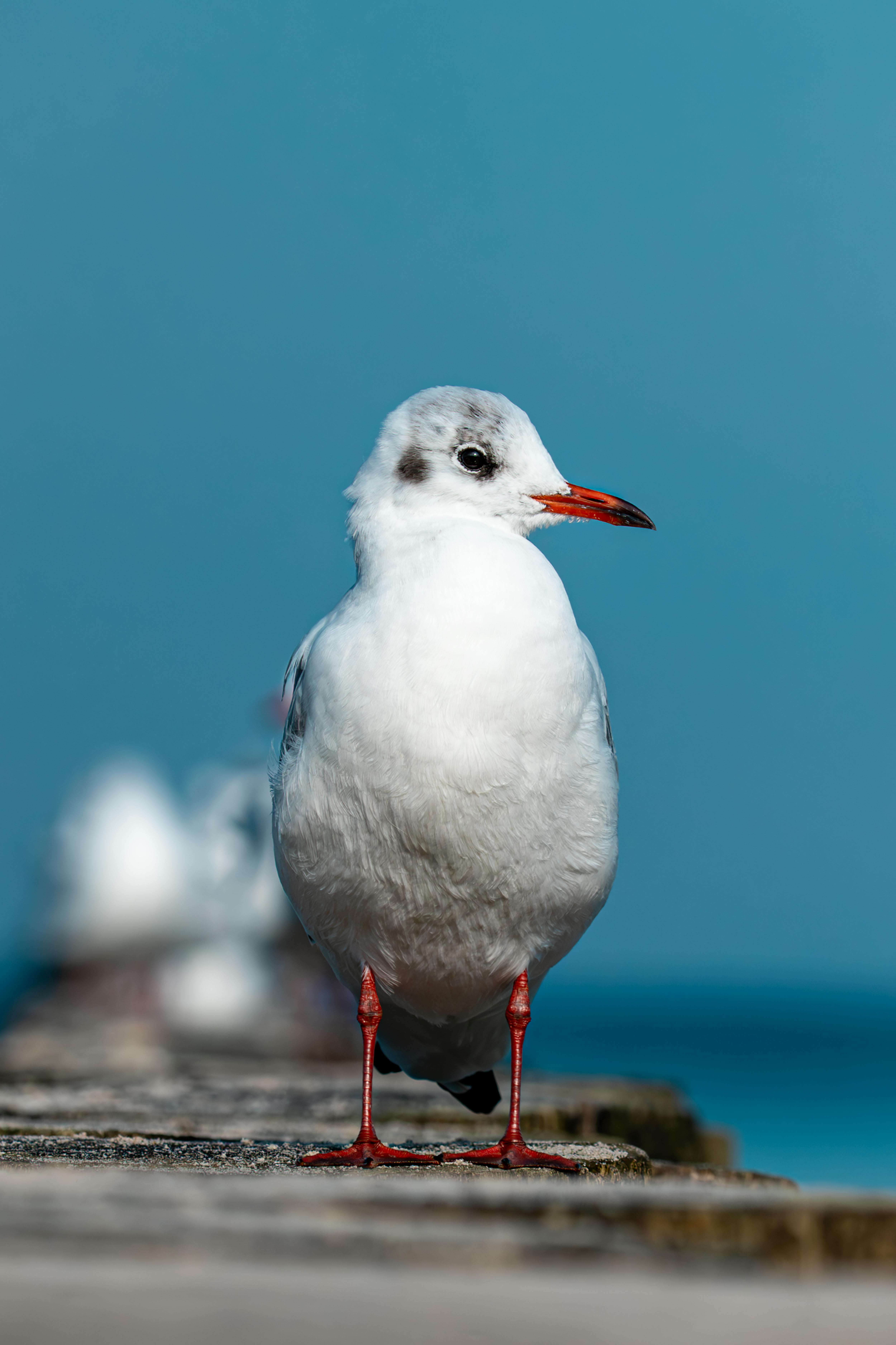 бесплатная Чайка стоит на прибрежной набережной на фоне чистого голубого неба и моря. Стоковое фото