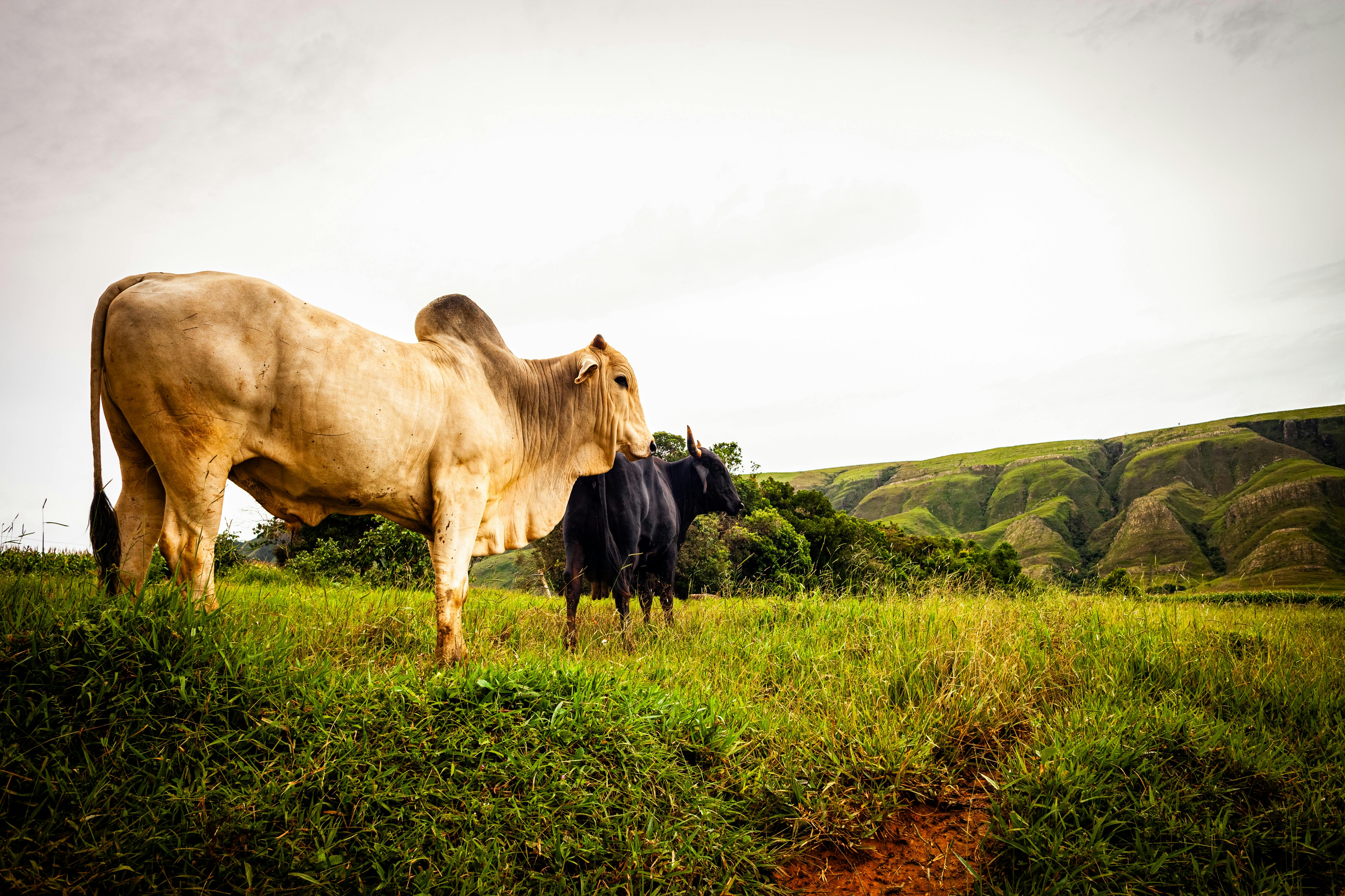 無料 曇り空の下、絵のように美しい緑の丘の中腹で放牧されているブラフマン牛と黒牛。 写真素材