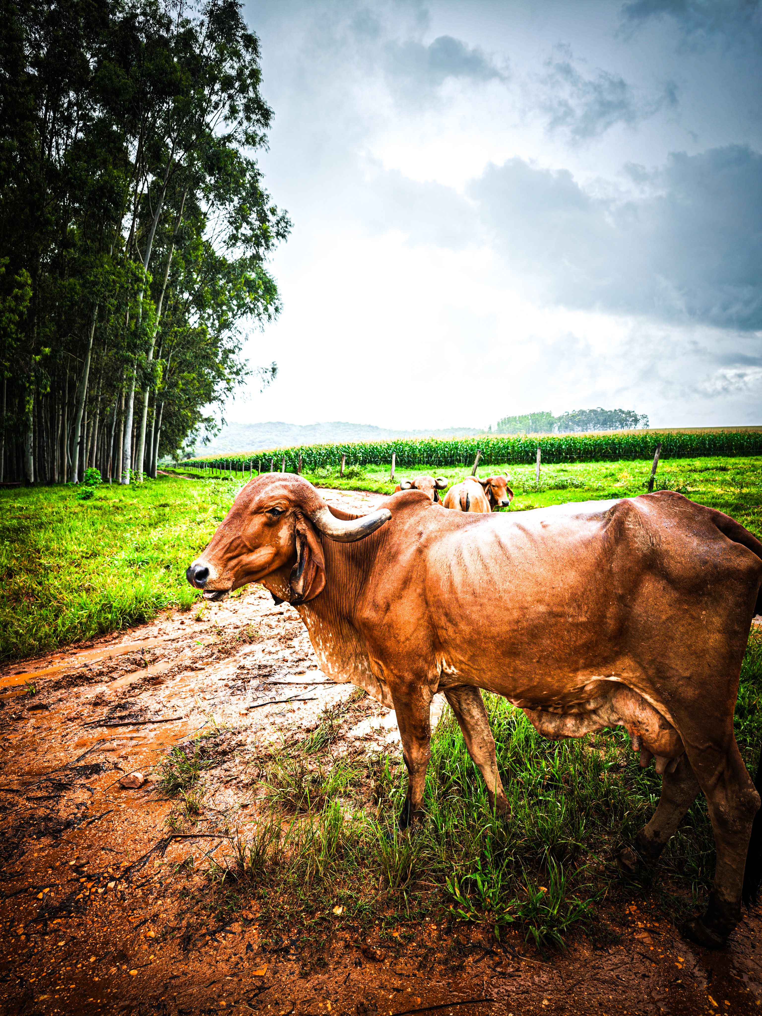 Brown cow grazing in lush green field · Free Stock Photo