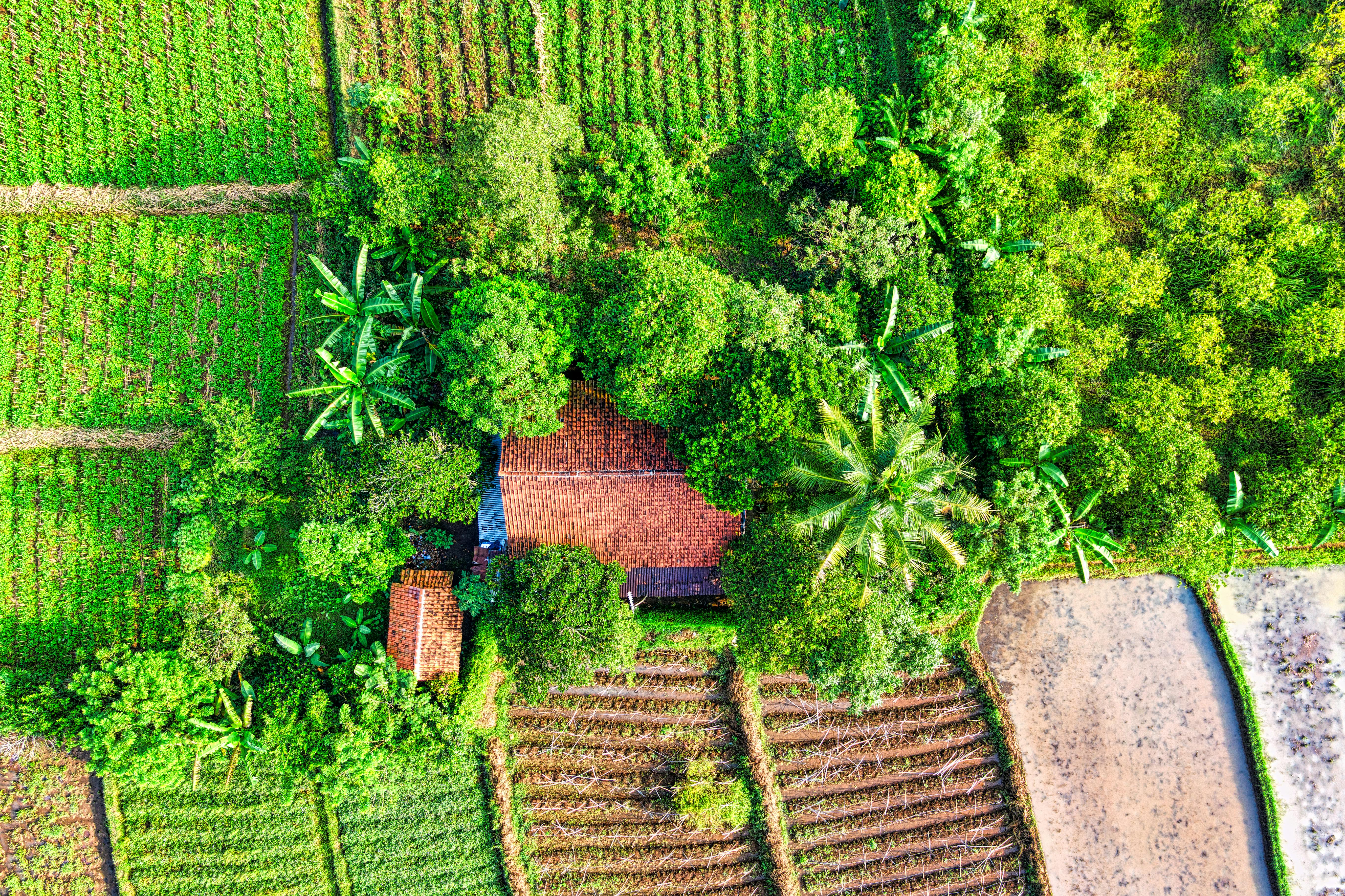 aerial photography of farmland