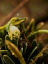Macro Close-up of Frosty White Flower Bud