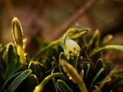 Frosty Snowdrop Bloom in Early Spring Light