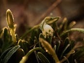 Frost-Kissed Early Spring Buds in Warm Light