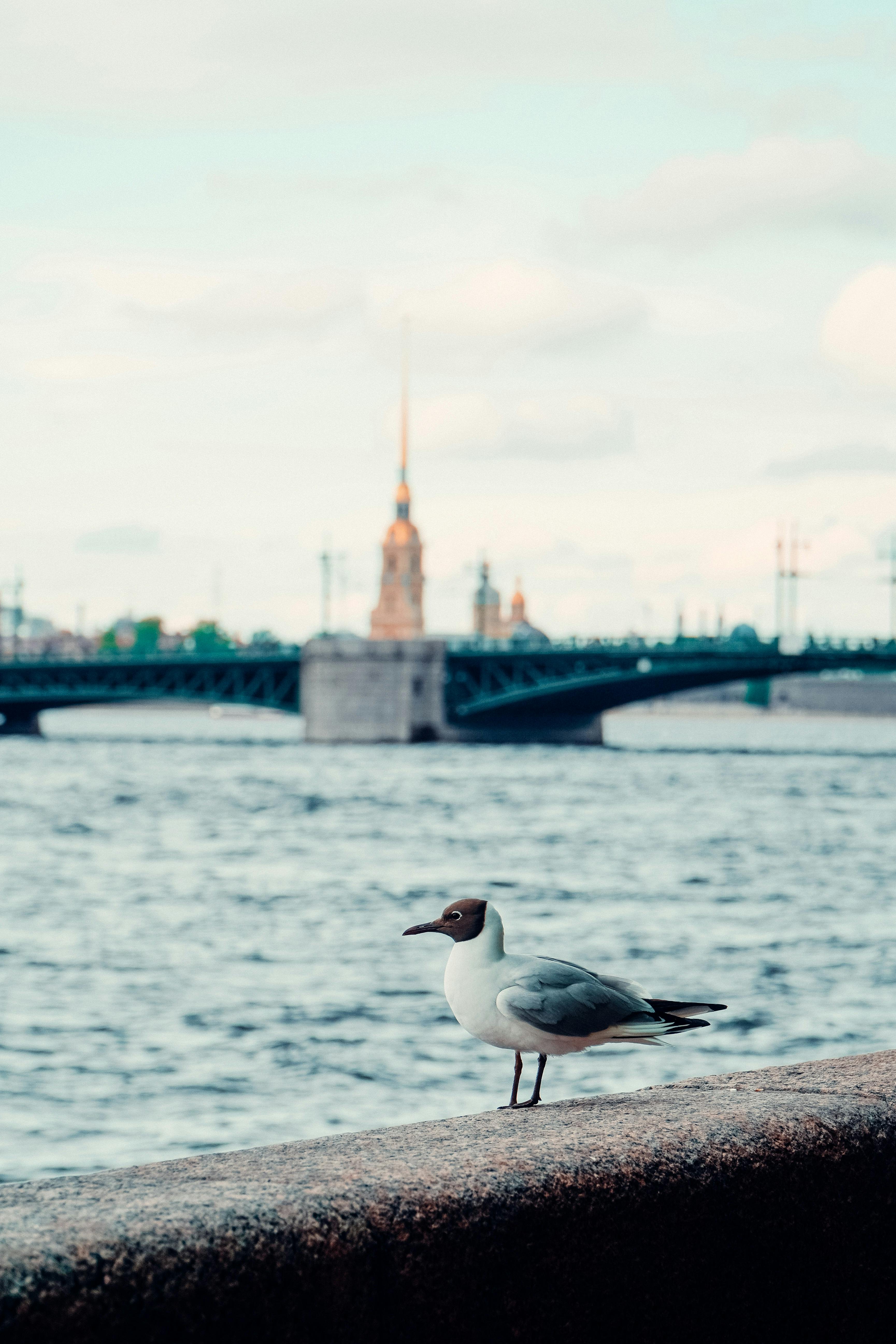 Gratis Seekor burung camar beristirahat di tepi sungai dengan jembatan bersejarah dan pemandangan kota di kejauhan. Foto Stok