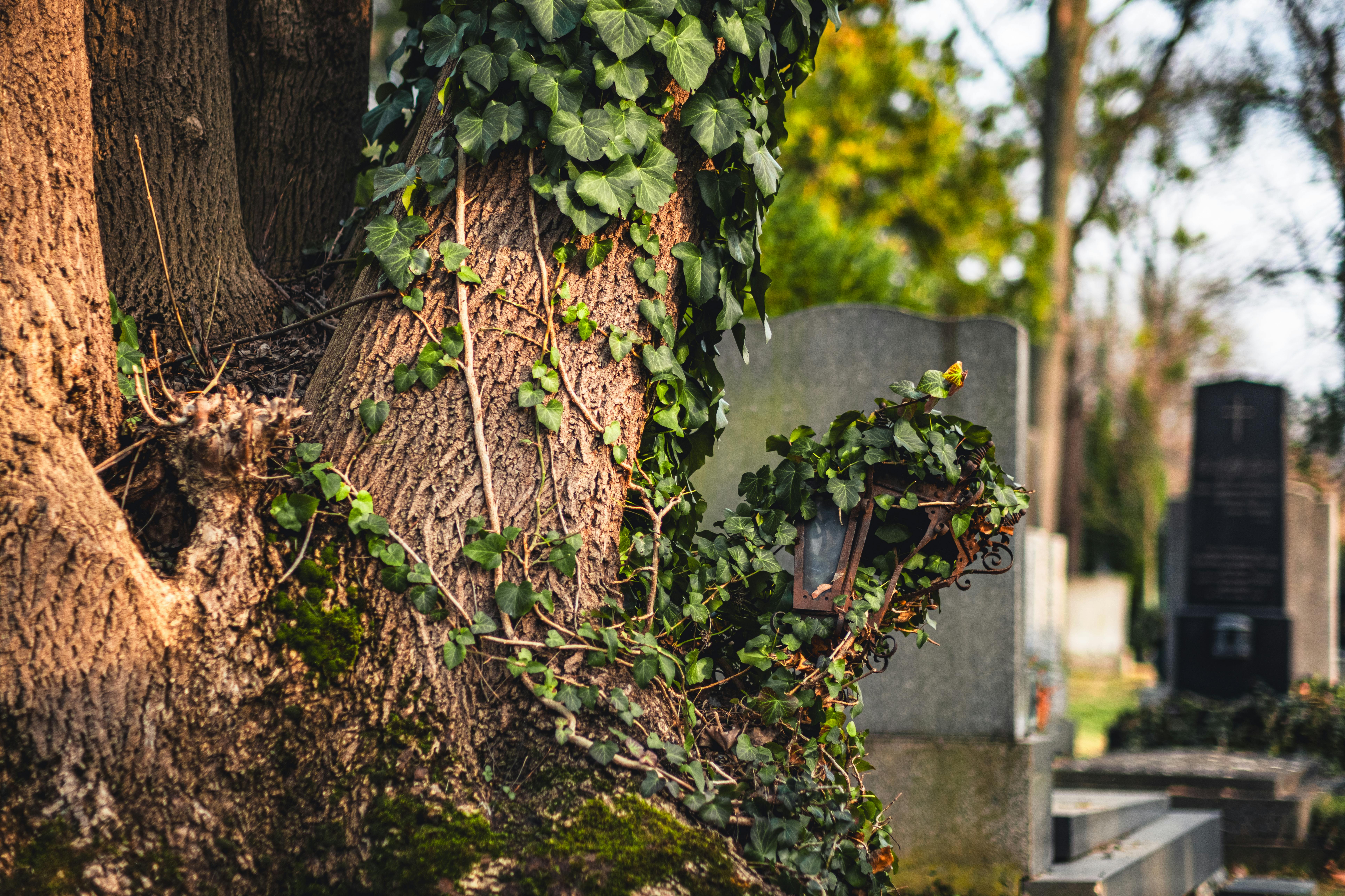 бесплатная Плющ обвивает дерево среди надгробий на венском кладбище. Стоковое фото