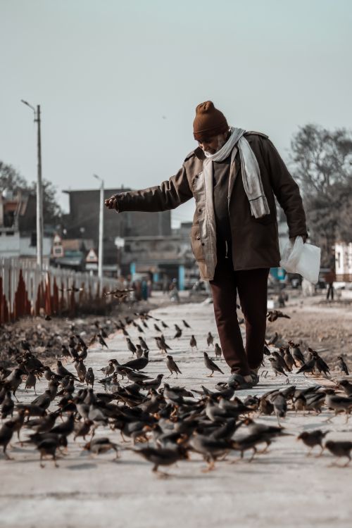 Free An elderly man feeding pigeons on a sidewalk in an urban park during the day. Stock Photo