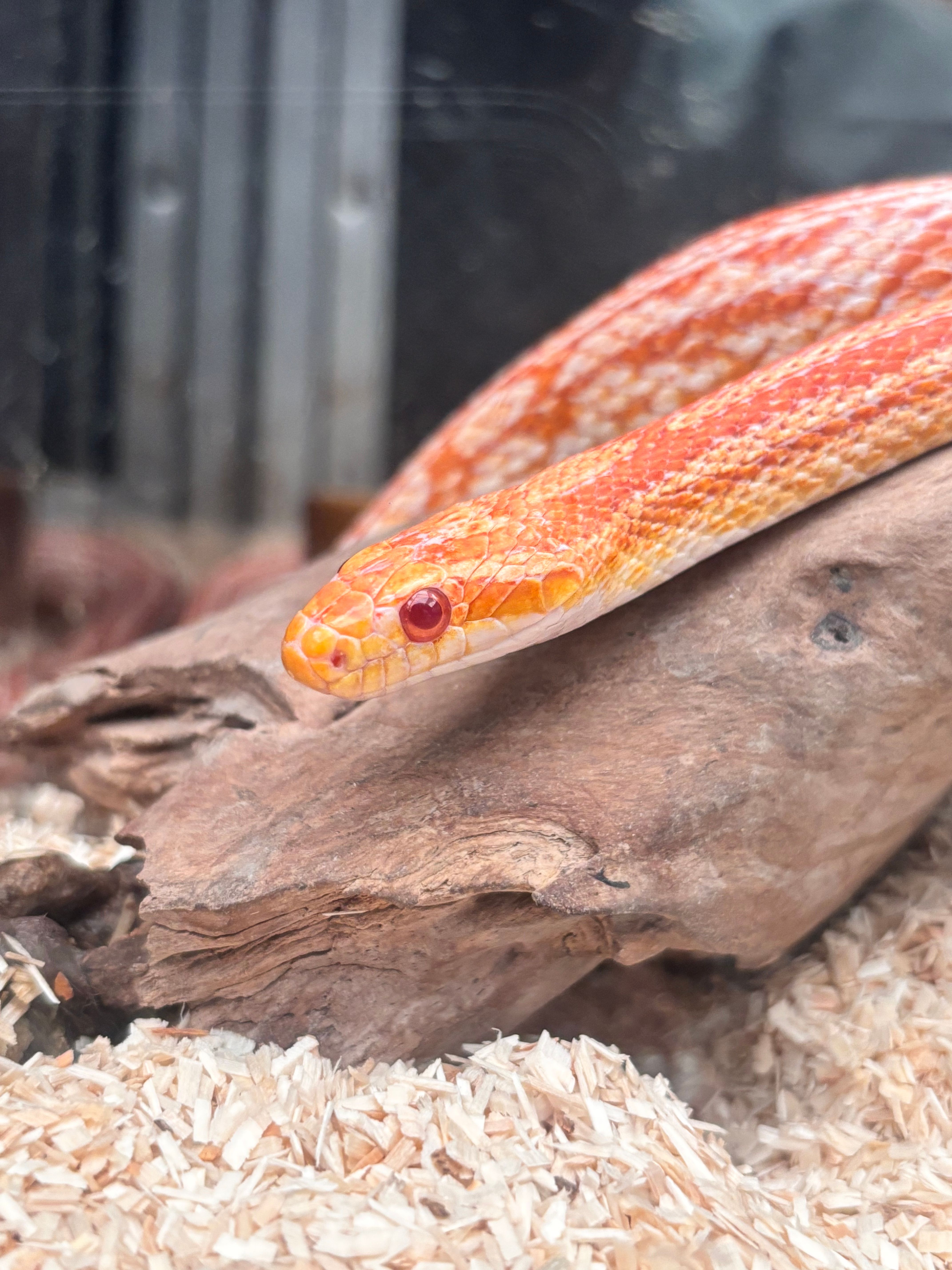Corn Snake — Albino adult male, proven breeder